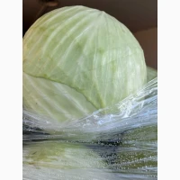 Продам білокачанну капусту Польща