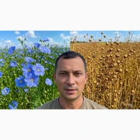 Насіння льону Каолін, 35ц/га, 100 днів. (2-СН / 2 репродукція). Лабулє Семанс / Франція