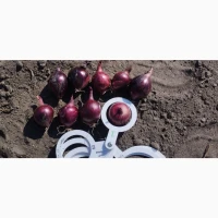 Продам червону цибулю на ПЕРО