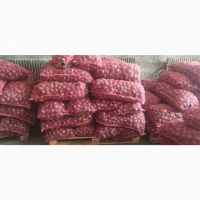 Продам червону цибулю на ПЕРО