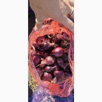 Продам червону цибулю на ПЕРО