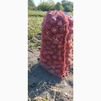 Продам червону цибулю на ПЕРО