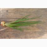 Продаю лук штутгарт на перо