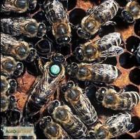 Продам Пчеломатки