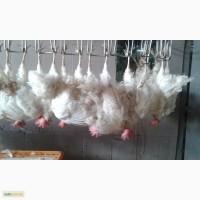 Продам живую курицу несушку