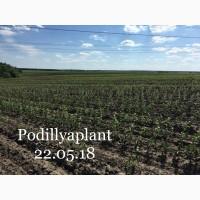 Продам саджанці яблуні на підщепі мм-106, м-9, м-26