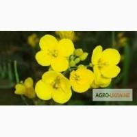 Семена рапса Чемпион Украины