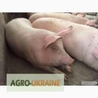Куплю свиней дорого
