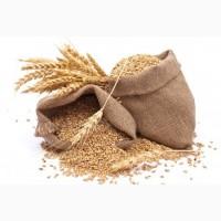 Продам пшеницу фуражую и классную на экспорт. От производителей и поставщиков