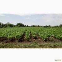 Продам саженцы (подвои для прививки) грецкого ореха