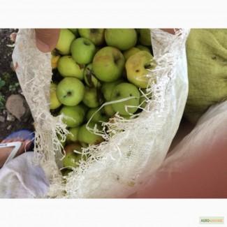 Купимо яблоки на соки Винницкая, Кировогр.я и другие области, дорог