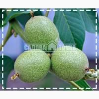 Саженцы Грецкого ореха Буковинский-1.купить в интернет-супермаркете SADOVA-TOCHKA