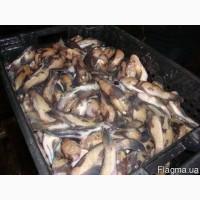Продам бычок азовский