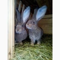 Продаж бельгійських велетнів