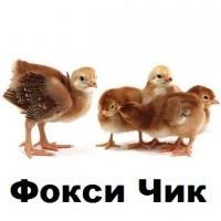 Яйцо Фокси Чик. Продам Яйцо инкубационное Фокси Чик