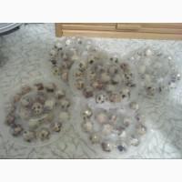 Продам домашні перепелині яйця високої якості