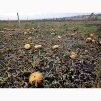 Продам тыкву десертных сортов Мускат де прованс, Тиана