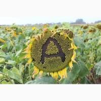 Насіння соняшника Антей + (під гранстар)