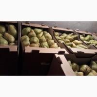 Продам Грушу, сорт Ноябрьськая 1 сорт