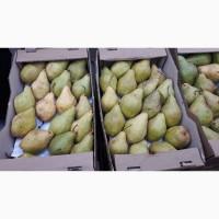 Продам Грушу, сорт Ноябрьськая 1 сорт