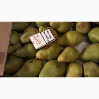 Продам Грушу, сорт Ноябрьськая 1 сорт