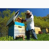 Продам бджолопакети