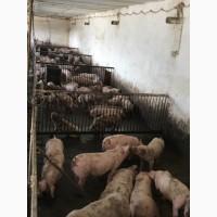 Продам підрощені свині