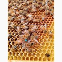 Продаємо матки