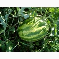 Продам Арбуз сорт Крымсон Свит и Продюсер