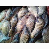Продам живую рыбу карп, толстолоб