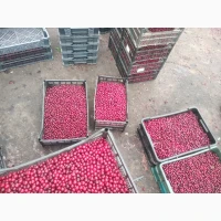Продам ВИШНИ