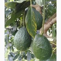 Продам 42 ft контейнер Авокадо Хаас Колумбия