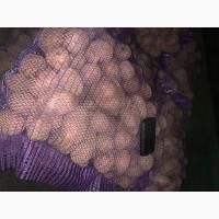 Продам товарный картофель Эстрелла