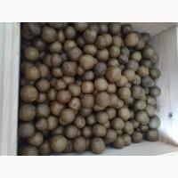 Продам прополис 10 кг