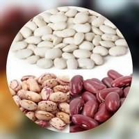 Продажа фасоли. Продам фасоль