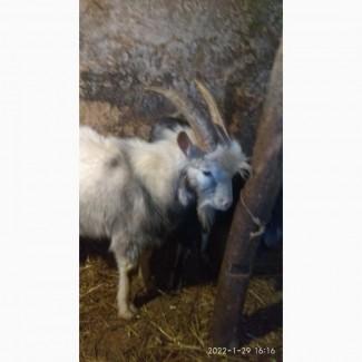 Продам цапів. Напівпородисті