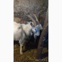 Продам цапів. Напівпородисті