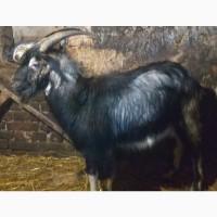 Продам цапів. Напівпородисті