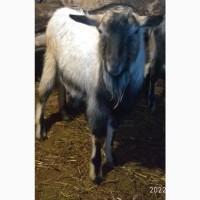 Продам цапів. Напівпородисті