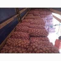 Продам картоплю столову та насіневу.В наявності сорт білароса гранада скарб