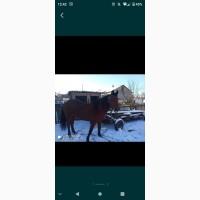 Продам жерібну кобилу