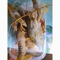 Куплю южные раки на постоянной основе