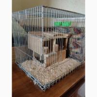 Віддам шиншил в добрі руки