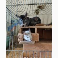 Віддам шиншил в добрі руки