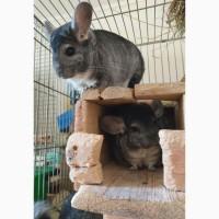 Віддам шиншил в добрі руки