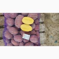 Продам Картоплю Сорт Бела роса. Коріна