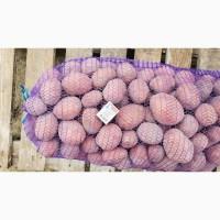Продам Картоплю Сорт Бела роса. Коріна