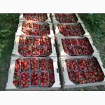 Гофролоток клубничный, Евротара, Евролоток, Клубничній ящик, лоток, тара