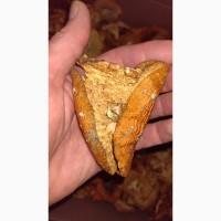 Мухомор красный