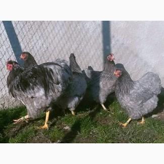 Інкубаційне яйце курей Віандот: куріпчастий, синій